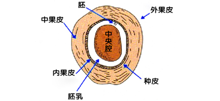 椰子殼橫切面結構圖.jpg
